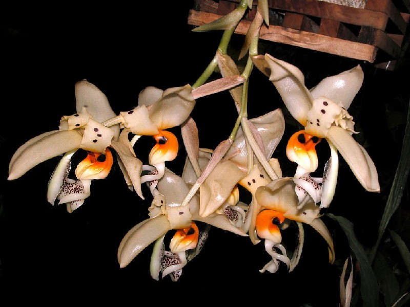 Stanhopea Embreei Orquídea pendente com flores brancas e detalhes laranja e preto