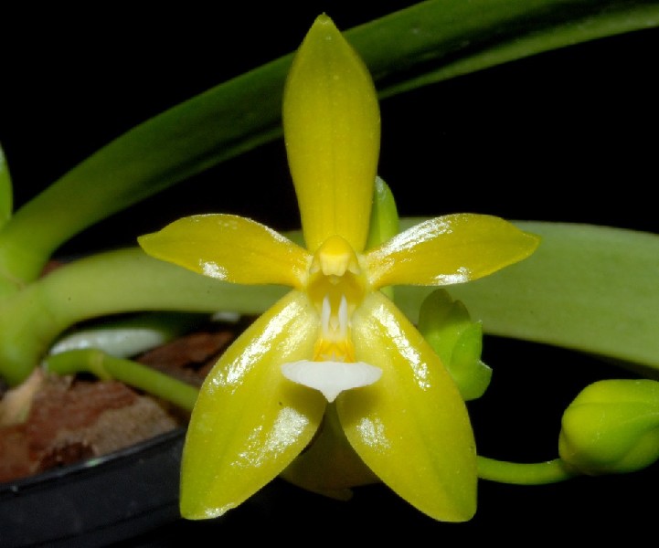 Phalaenopsis Mannii Flava Orquídea amarela com folhas verdes e vaso preto