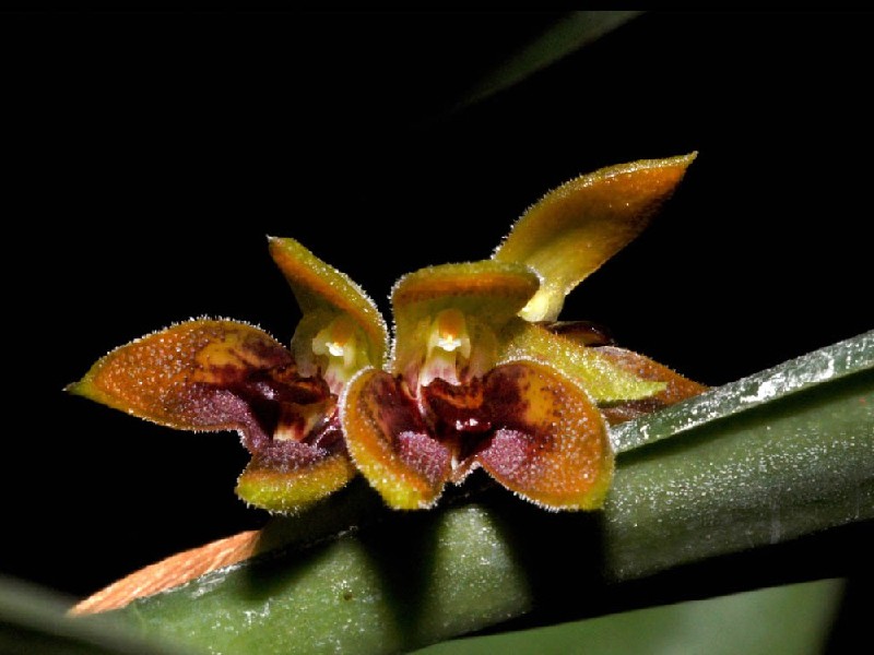 Pleurothallis Aphthosa Flor de orquídea marrom e amarela com textura aveludada em caule verde