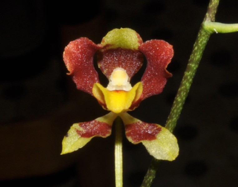 Baptistonia Widgrenii x Coloratum Flor exótica vermelha, amarela e verde com caule fino
