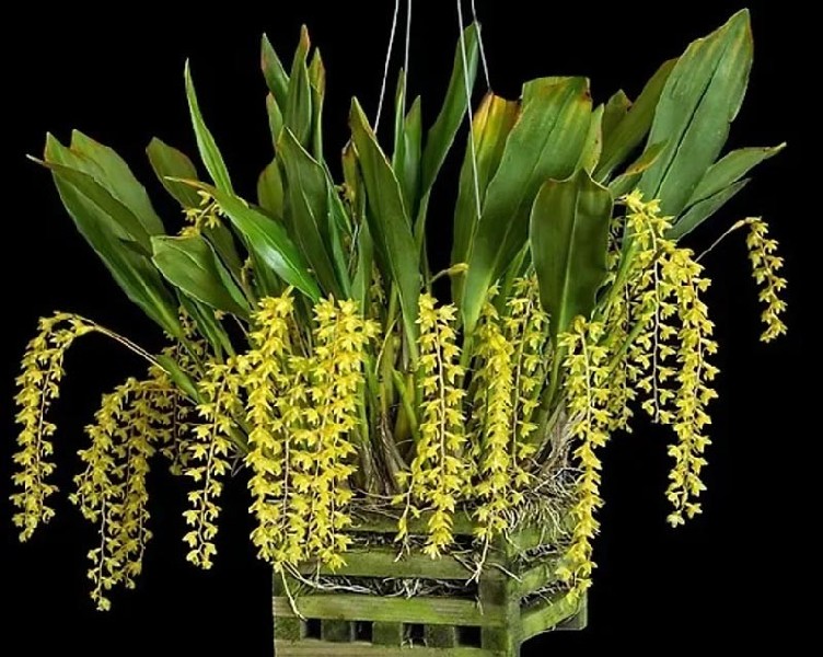 Dendrochilum Formosanum Orquidea com flores amarelas pendentes em vaso verde