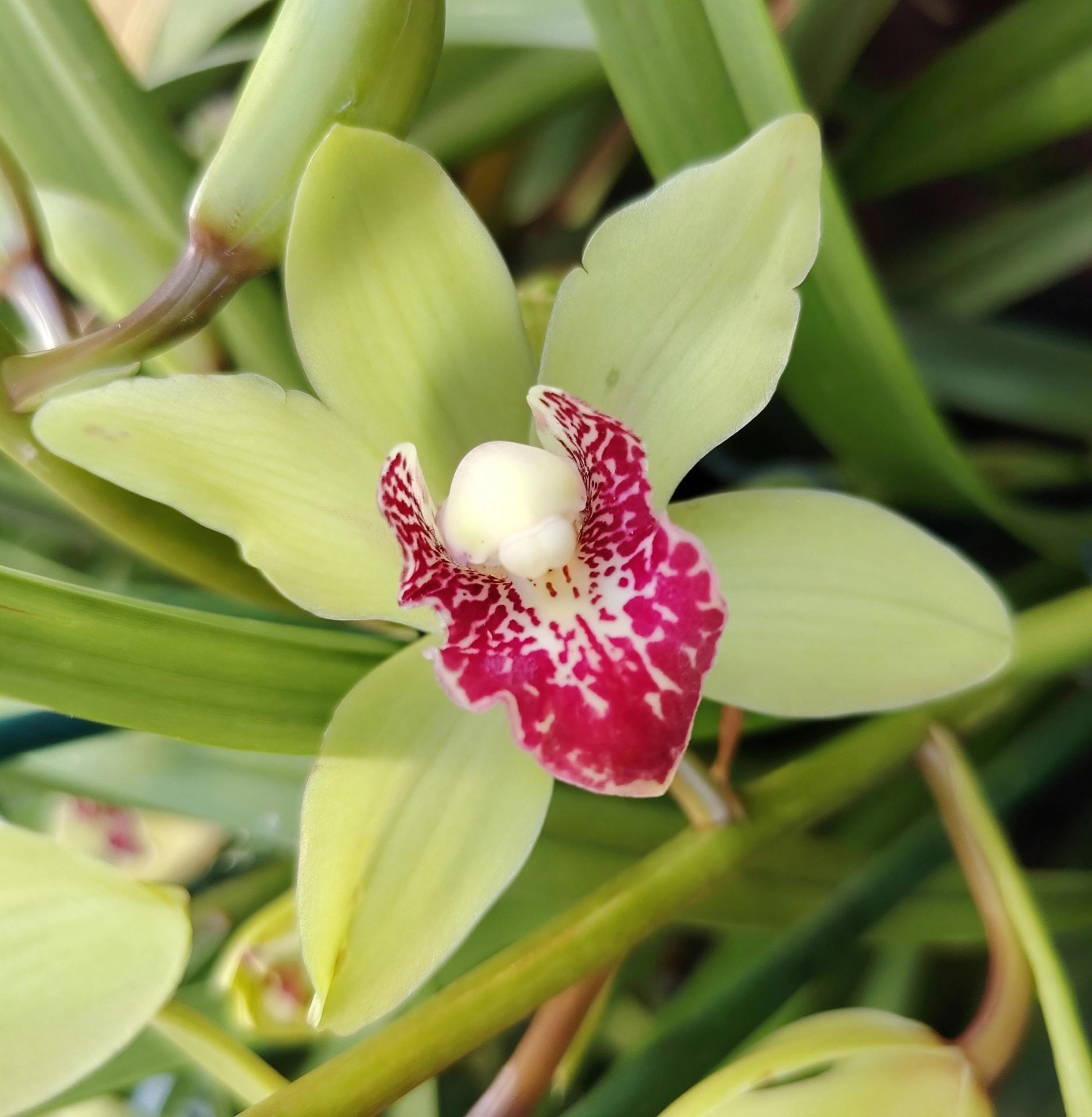 Cymbidium Summer Pearl 'Suzy" Orquídea verde clara com centro vermelho e folhas verdes ao fundo