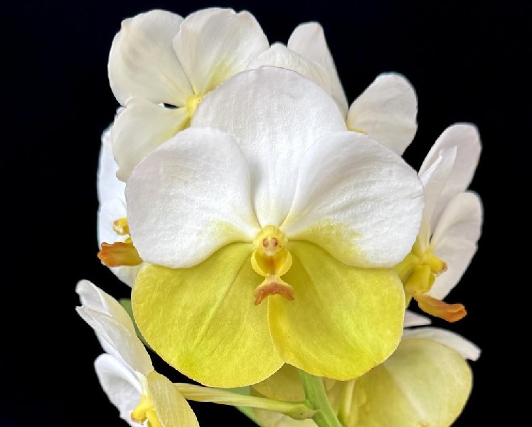 Vanda Pope Francis x Yellow Butterfly Flor de orquídea com pétalas brancas e amarelas em fundo preto