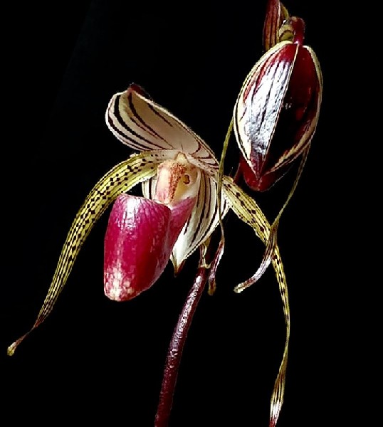 Paphiopedilum Lady Rothschild Flor orquídea branca, amarela e vermelha com fundo preto