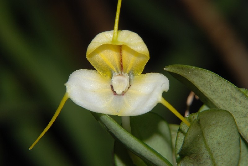 Masdevallia Xanthina Flor exótica amarela e branca com folhas verdes