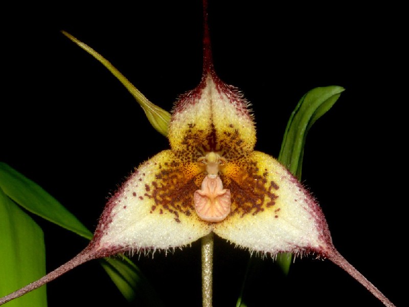 Dracula Tsubotae Orquídea triangular amarela, branca e castanha com folhas verdes