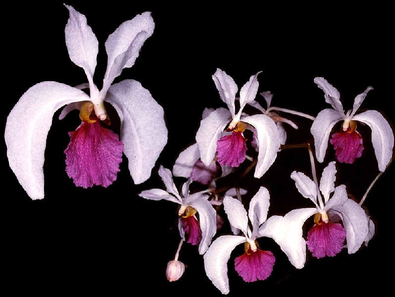 Holcoglossum Kimballianum Orquídeas brancas com centro rosa vibrante em fundos preto