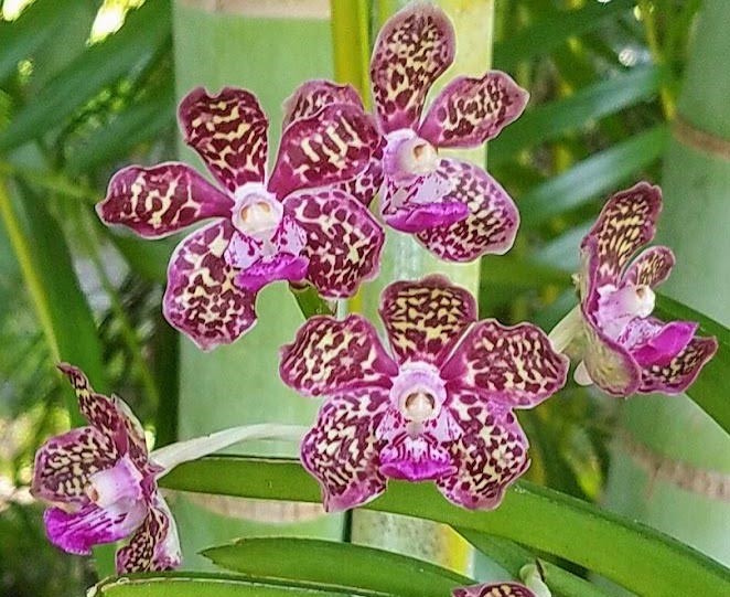 Vanda Thailand x Tessellata x Mimi Palmer Orquídeas rosas com manchas castanhas e folhas verdes