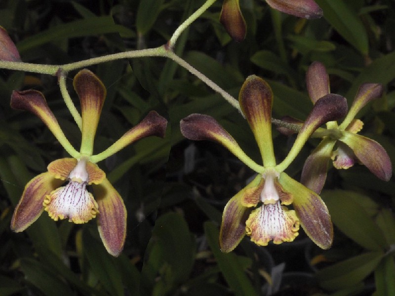 Encyclia Parviflora Flores de orquídea amarelas e castanhas com nervuras no lábio em fundo verde