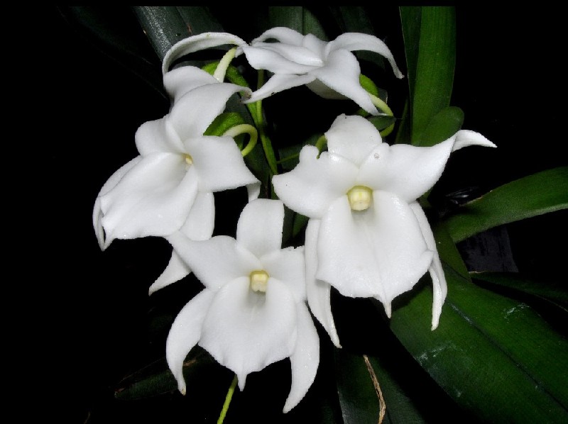 Angraecum Magdalenae Flores brancas de orquídea com folhas verdes
