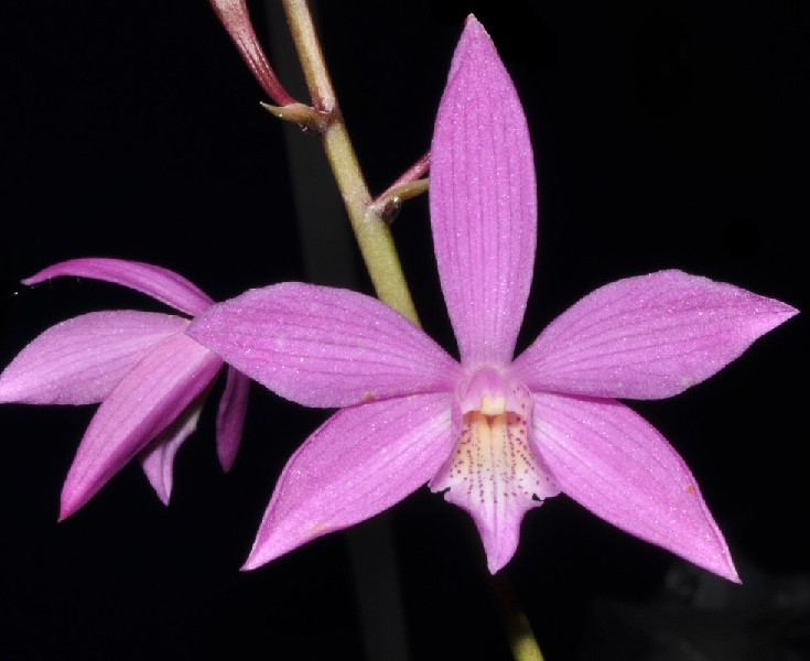 Caularthron Bicornutum x Laelia Milleri Flor orquídea rosa com cinco pétalas e padrão castanho no centro
