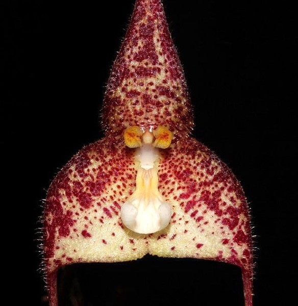 Dracula Nycterina Flor pontiaguda creme com manchas vermelhas e pêlos finos