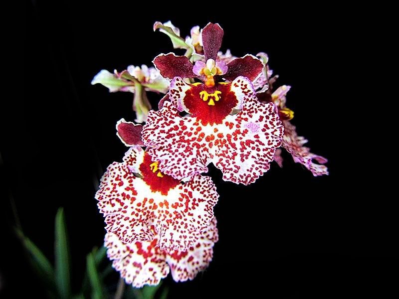 Tolumnia Jairak Flyer 'Spotty' Flores orquídeas brancas com manchas vermelhas e centros amarelos e vermelhos