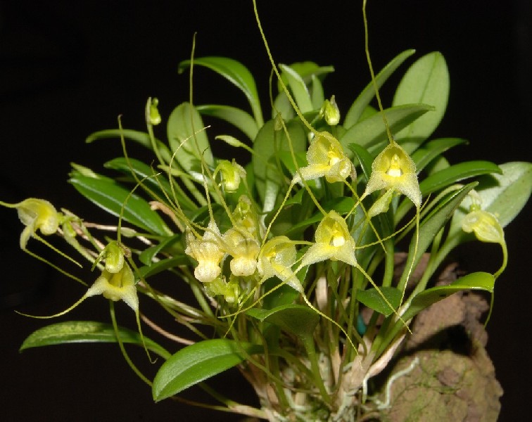 Masdevallia Nidifica 'Yellow' Orquídea com flores amarelas e folhas verdes fixada em casca sobre fundo preto