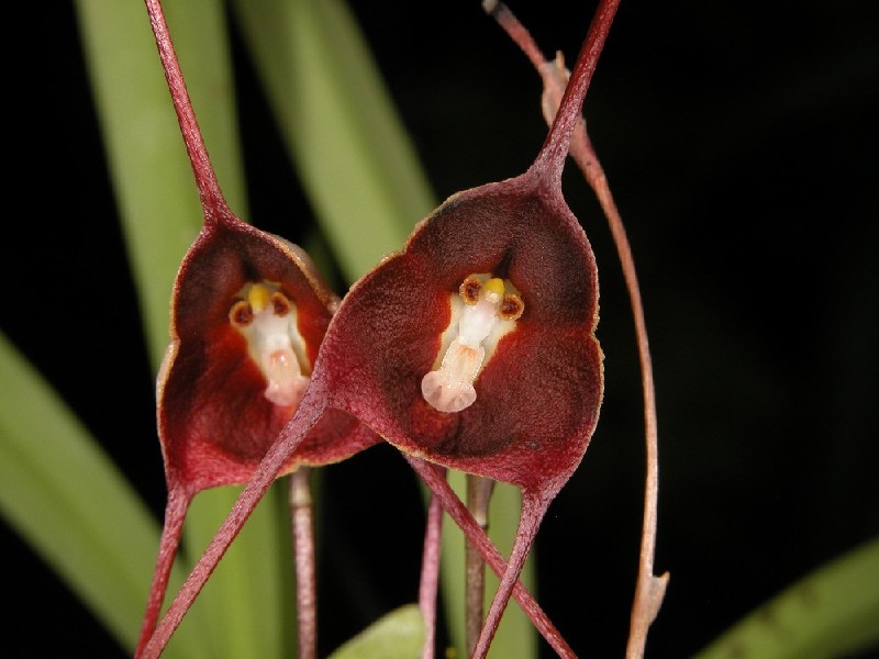 Dracula Benedicti Duas flores vermelhas tipo orquídea com centro branco e amarelo