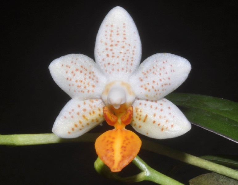 Phalaenopsis Mini Mark Flor de orquídea branca com manchas castanhas e labelo laranja sobre fundo negro
