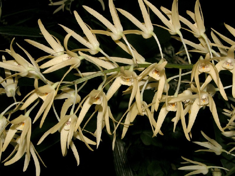 Dendrobium Ruppianum Orquídea com flores amarelo claro e pétalas longas em ramos verdes