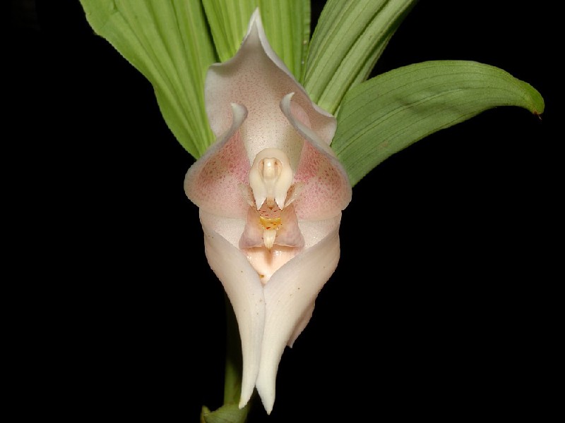 Anguloa Uniflora Orquídea branca e rosa com folhas verdes em fundo preto