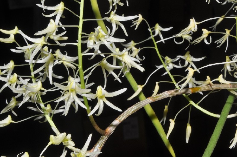Dendrobium Chordiforme Flores de orquídea branco-amareladas com pétalas finas e alongadas