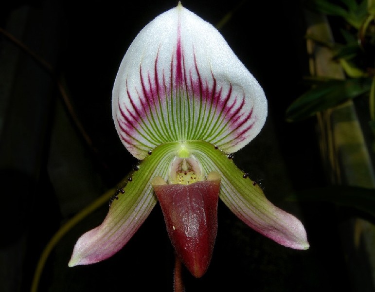 Paphiopedilum Callosum Orquídea branca com riscas vermelhas e verdes num fundo escuro