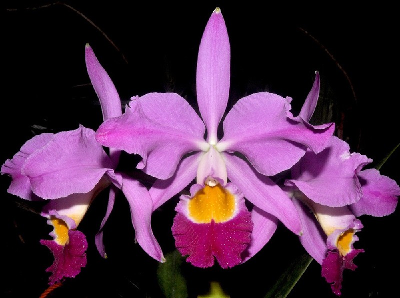 Cattleya Eldorado 'M. Ito' Flores de orquídea lilás com centro amarelo e púrpura