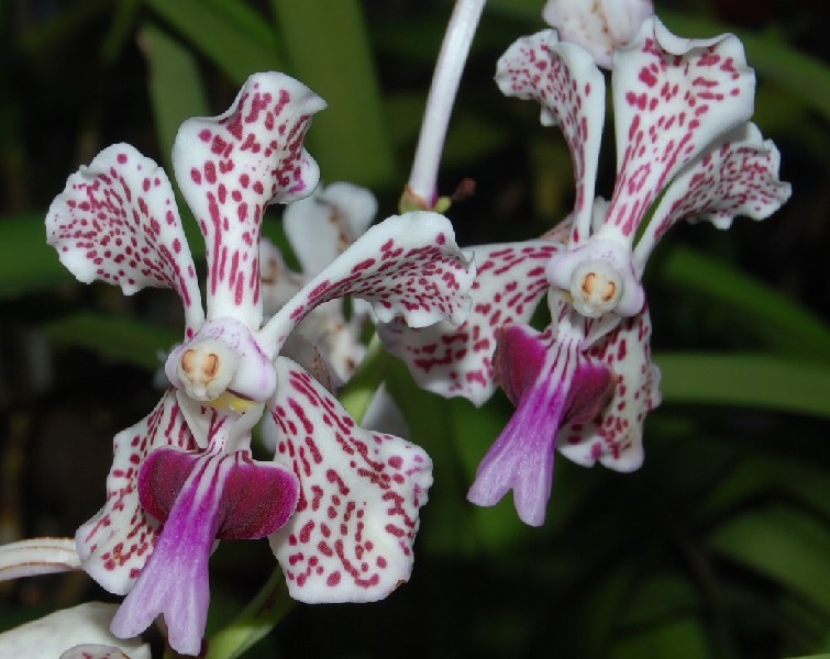 Vanda Tricolor Suavis Flores de orquídea brancas com pontilhados vermelhos e detalhes roxos