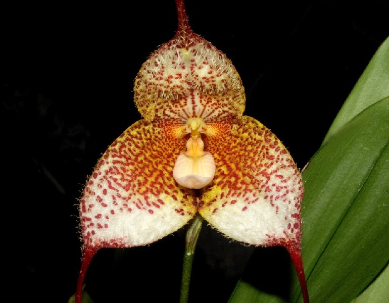Dracula Gorgona Orquídea com pétalas triangulares e padrão vermelho e amarelo