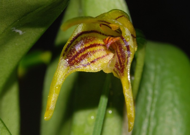 Masdevallia Garciae Flor amarela com riscas vermelhas e detalhes laranja e folhas verdes