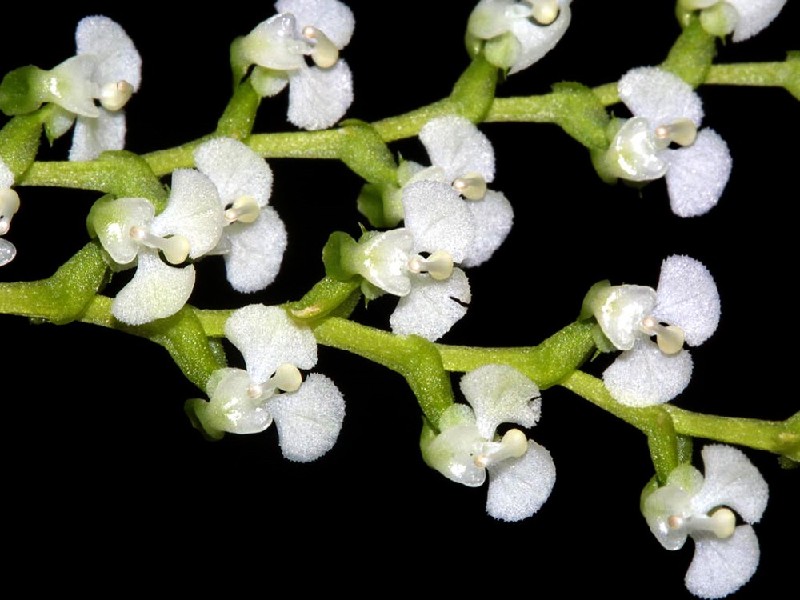 Ornithocephalus Inflexus Ramo de flores brancas pequenas com caules verdes sobre fundo preto