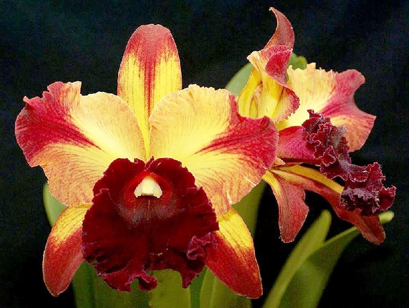 Cattleya Toshie Aoki 'Starburst' Orquídea amarela e vermelha com textura aveludada contra fundo preto