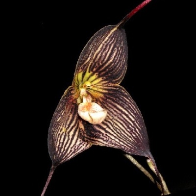 Flor exótica castanho escuro e amarelo com riscas em fundo preto