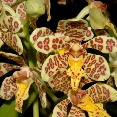 Orquídeas amarelas com manchas castanhas e folhas verdes