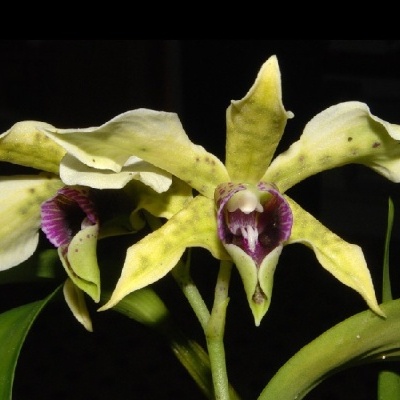 Orquídea amarela com manchas e detalhes púrpura em fundo preto