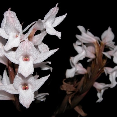 Flores brancas com pétalas alongadas em fundo preto