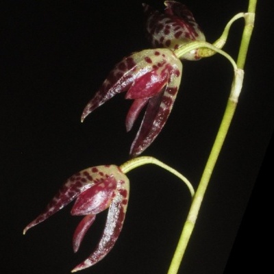 Flores pendentes com manchas roxas e vermelhas num fundo preto