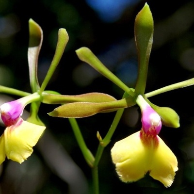 Flores amarelas com detalhes cor-de-rosa e folhas verdes em fundo desfocado