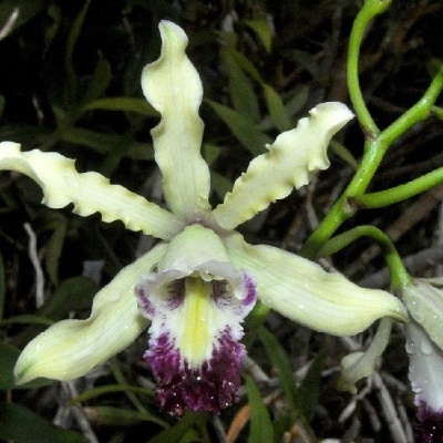 Orquídea com pétalas verde claras e detalhes roxos rodeada de folhas verdes