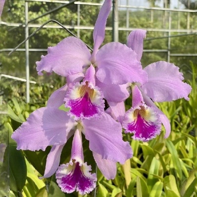 Flor de orquídea cor-de-rosa com centro roxo em ambiente ao ar livre