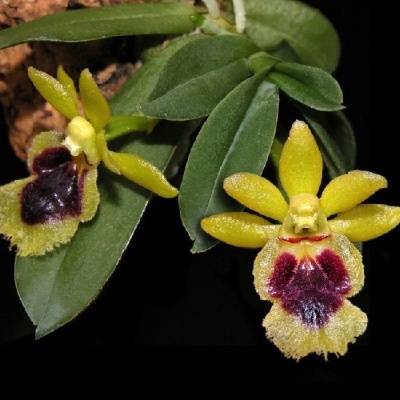 Orquídea amarela e púrpura com folhas verdes sobre casca de madeira