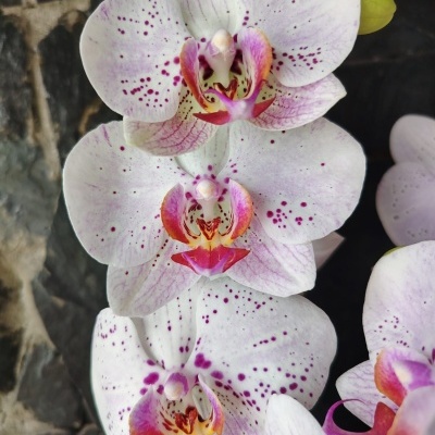 Orquídea branca com manchas roxas e rosa e centro amarelo e vermelho