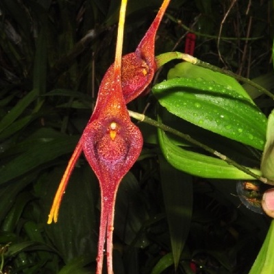 Orquídea vermelha de pétalas longas com folhas verdes e gotas de água