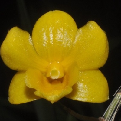Flor amarela com pétalas brilhantes e caule verde