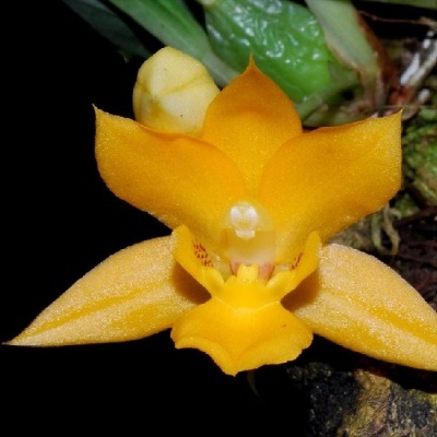 Flor amarela de orquídea com pétalas aveludadas sobre musgo