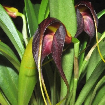 Planta com folhas verdes largas e flores castanhas arqueadas com detalhes amarelos e rosa