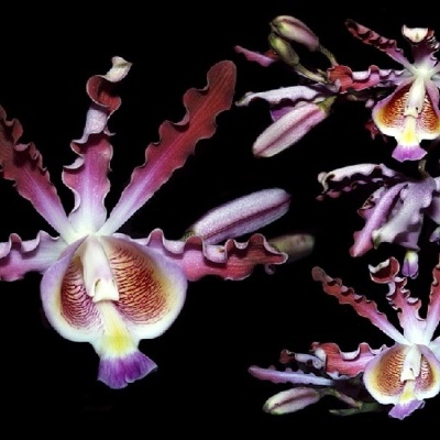 Três flores de orquídea rosa e roxa sobre fundo preto