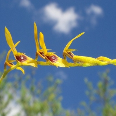 Orquídea amarela com flores e detalhes castanhos contra o céu azul com nuvens