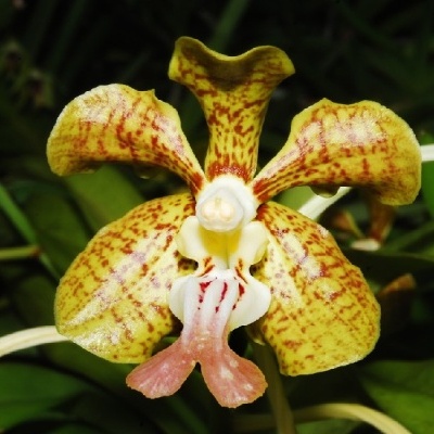 Flor de orquídea amarela com manchas castanhas e detalhe branco e rosa