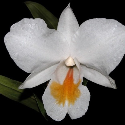 Flor branca de orquídea com mancha laranja e amarela no centro sobre fundo preto