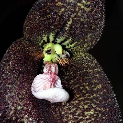 Orquídea castanha escura com pétalas peludas e labelo branco com rosa