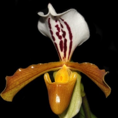 Flor de orquídea castanho, amarelo e branca